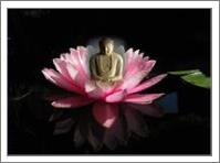 Tranquility Buddha - No-Wrap