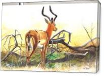 Antelope - Gallery Wrap