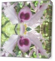 Twins Orchids As Canvas