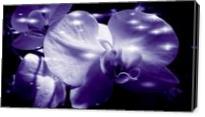 Orchid In Pure Color - Gallery Wrap
