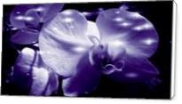 Orchid In Pure Color - Standard Wrap
