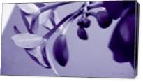 Orchids In Pure Color - Gallery Wrap