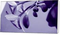 Orchids In Pure Color - Standard Wrap
