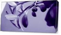Orchids In Pure Color - Gallery Wrap Plus