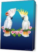 Cockatoo Courtship - Gallery Wrap Plus