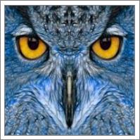 Blue Owl - No-Wrap
