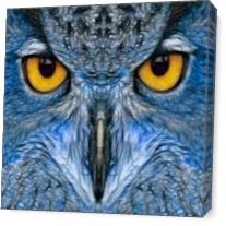Blue Owl As Canvas