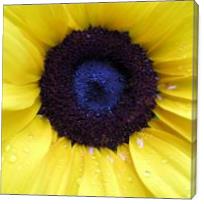 Sunflower 2 - Gallery Wrap