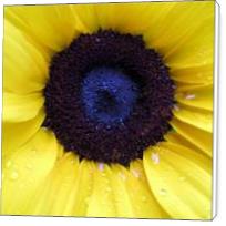 Sunflower 2 - Standard Wrap