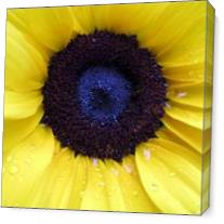 Sunflower 2 - Gallery Wrap Plus