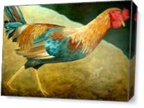 Running Rooster As Canvas