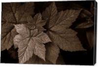 Still Life Of Leaves - Gallery Wrap