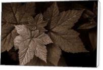 Still Life Of Leaves - Standard Wrap