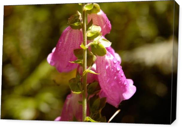Nature S Bells Nature S Bells