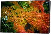 Fall Trees - Gallery Wrap
