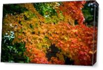 Fall Trees - Gallery Wrap Plus