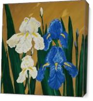 Irises As Canvas
