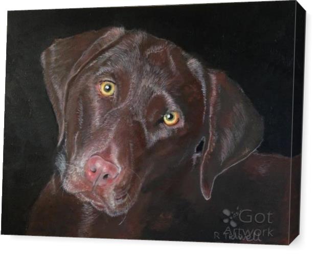 Inquisitive Chocolate Lab Inquisitive Chocolate Lab