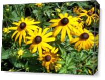 Brown Eyed Susans As Canvas