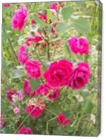 Red Roses - Gallery Wrap