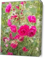 Red Roses As Canvas
