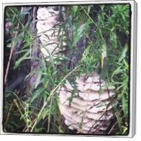 Wild Mushrooms - Gallery Wrap