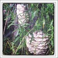 Wild Mushrooms - No-Wrap