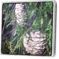 Wild Mushrooms - Gallery Wrap Plus