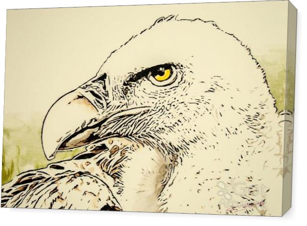 Vulture Posing At The Zoo II Vulture Posing At The Zoo II