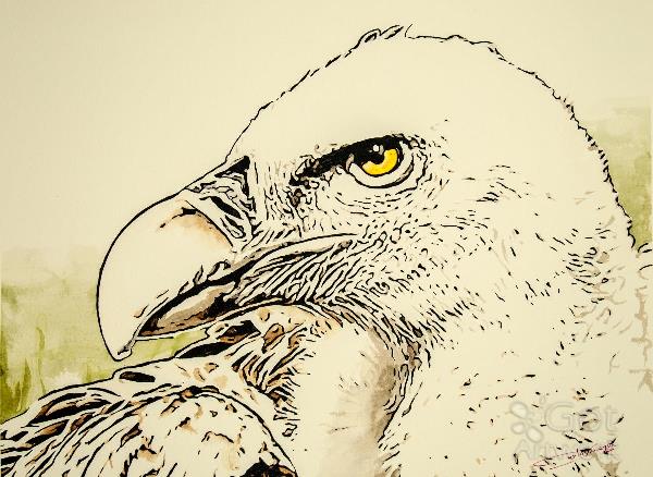 Vulture Posing At The Zoo II Vulture Posing At The Zoo II