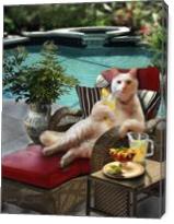 Kitty On Lounging Chair Having A Drink - Gallery Wrap