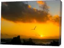 Flying In Sunset - Gallery Wrap