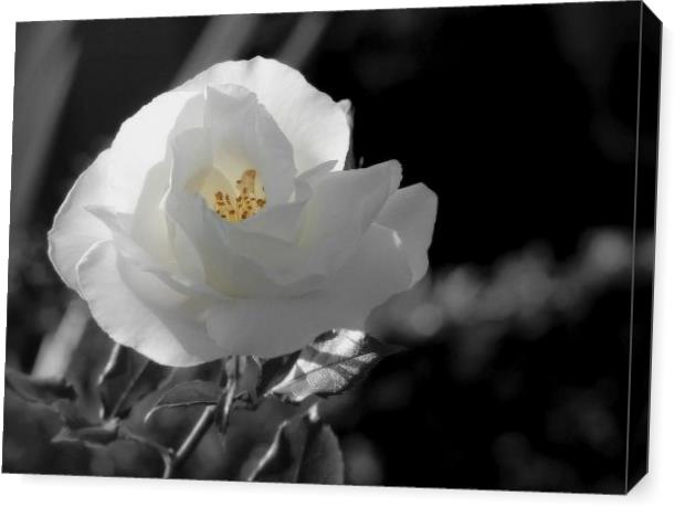 Rosa Blanca 3