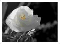 Rosa Blanca 3 - No-Wrap
