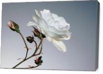 Rosa Blanca - Gallery Wrap