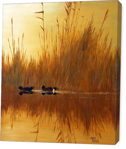 American Wigeon American Wigeon