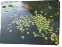 Water Lillies - Gallery Wrap