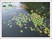 Water Lillies - No-Wrap