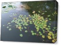 Water Lillies As Canvas