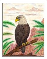 Eagle Of Freedom - No-Wrap