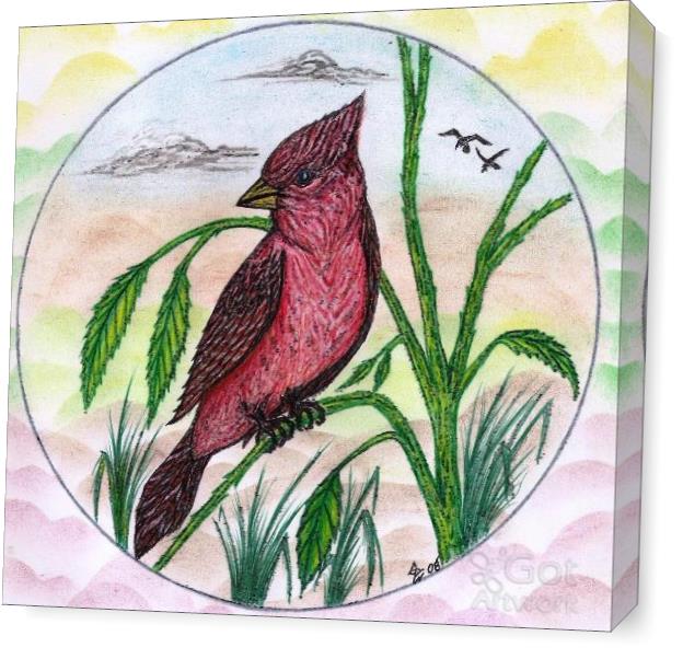 The Beautiful Red Cardinal Original Drawing