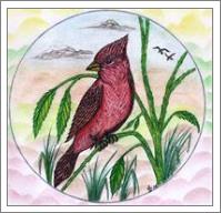 The Beautiful Red Cardinal Original Drawing - No-Wrap