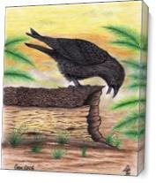 The Curious Crow In Full Color Mixed Media Drawing As Canvas