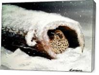 Bird In A Log In Snow - Gallery Wrap