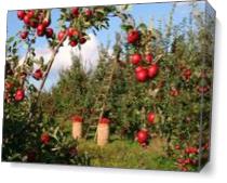 Apples As Canvas