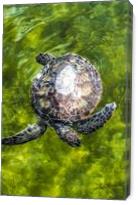 Endangered Green Sea Turtle - Gallery Wrap