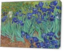 Van Gogh S Irises 1889 - Gallery Wrap