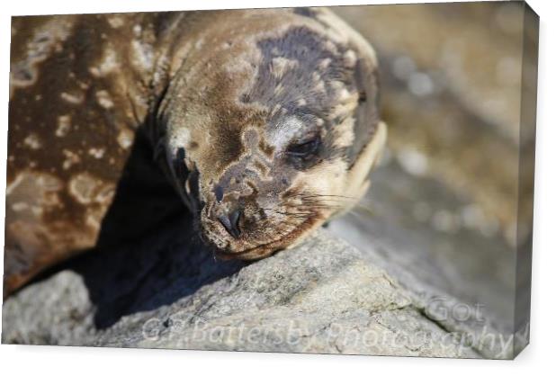 Sea Lion Sea Lion