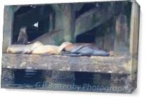 Sea Lions Sleeping As Canvas