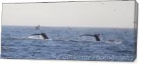 Two Whale Tails As Canvas